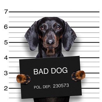 dachshund sausage dog holding a police department banner , as a mugshot photo, at police office