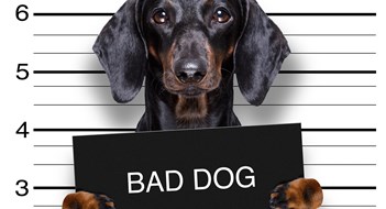 dachshund sausage dog holding a police department banner , as a mugshot photo, at police office