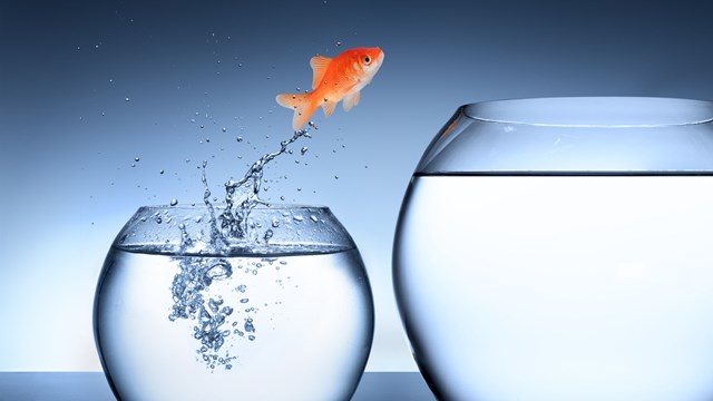 goldfish jumping into a tank bigger
