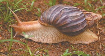 Invasive Species Invasive Species