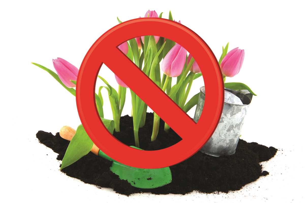 You Can't Plant That Here