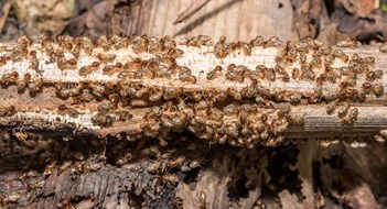 Wood-Destroying Pests