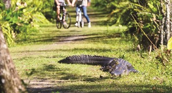 When Alligators Invade