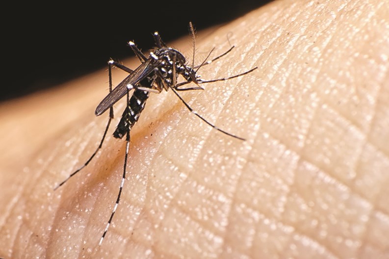 Mosquitoes and Zika